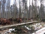 Orkantief Friederike  - Fuerstenberg-Delliehausen  (8)